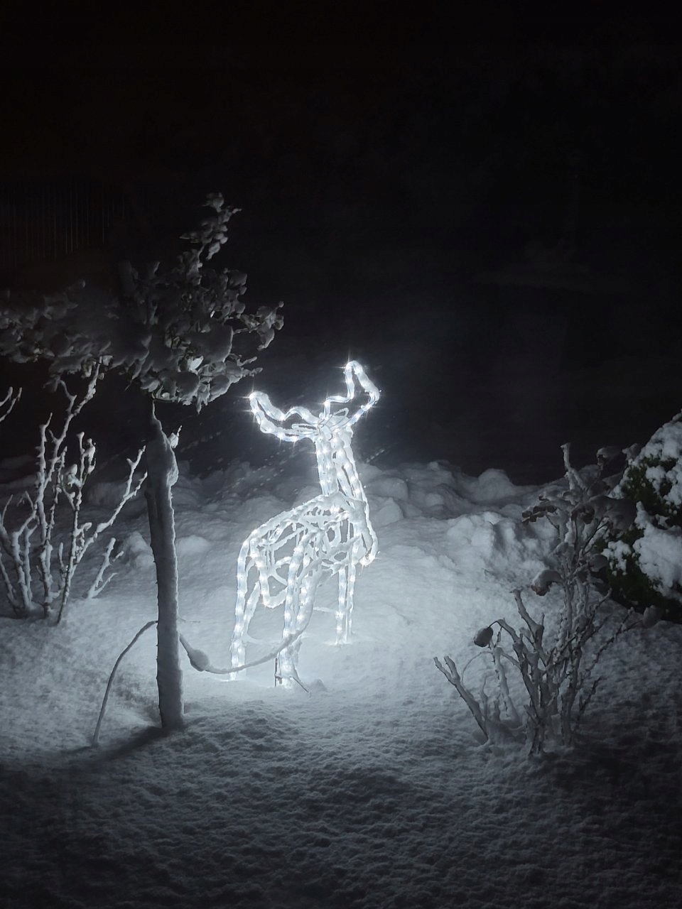 Zdjęcie klienta – Renifer LED XXL